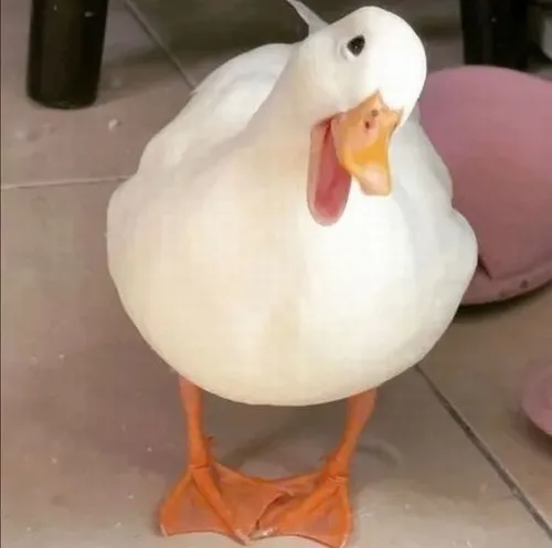 Vịt vàng bão like