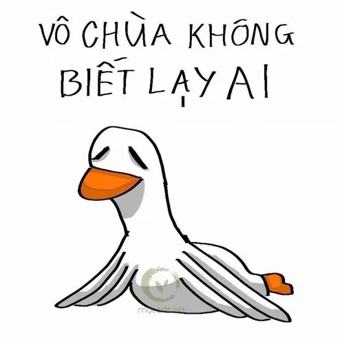 Vịt mê meme