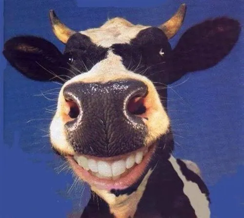 Bò meme cute
