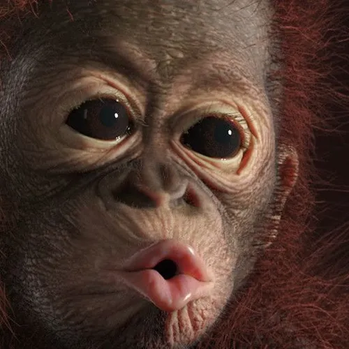 Meme hôn gió Douyin