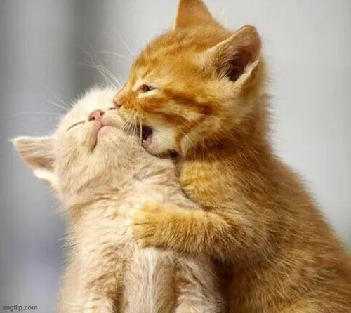 Meme hôn môi lãng mạn