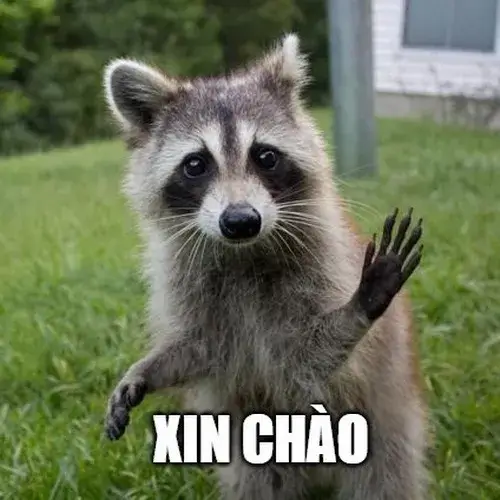 Meme xin chào đáng yêu Meme Shiba chào buổi sáng