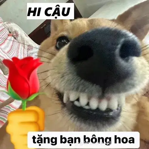 Ảnh chế hello vui nhộn Meme mèo xin chào