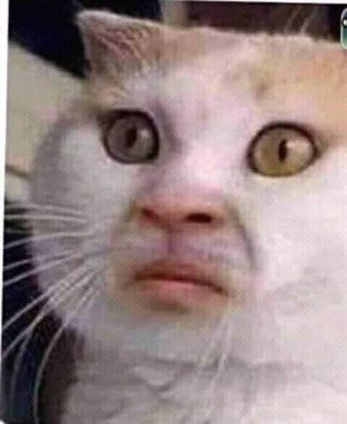 Story » 60 Meme Đánh Giá hài hước hợp khi phê bình nhận xét một cách dí dỏm vui nhộn