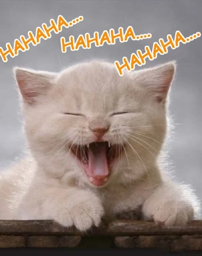 Haha memes viral