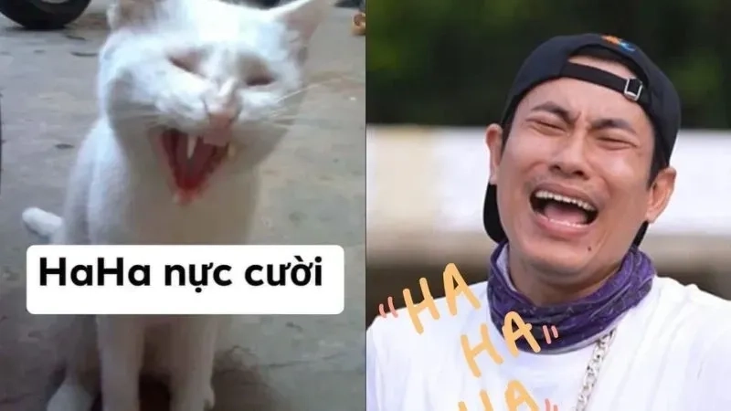 Meme haha ấn tượng