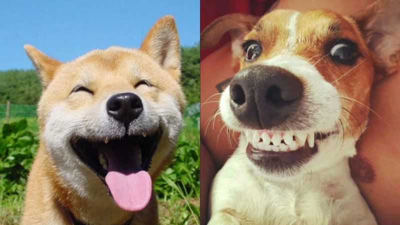 Meme chó cười hở răng