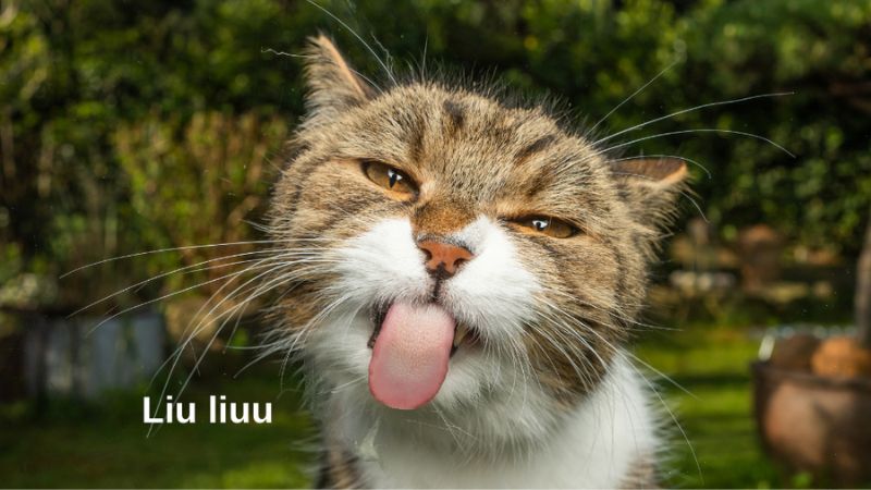 Meme mèo lè lưỡi