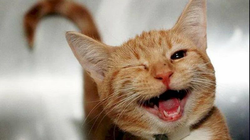 Meme mèo cười giải trí
