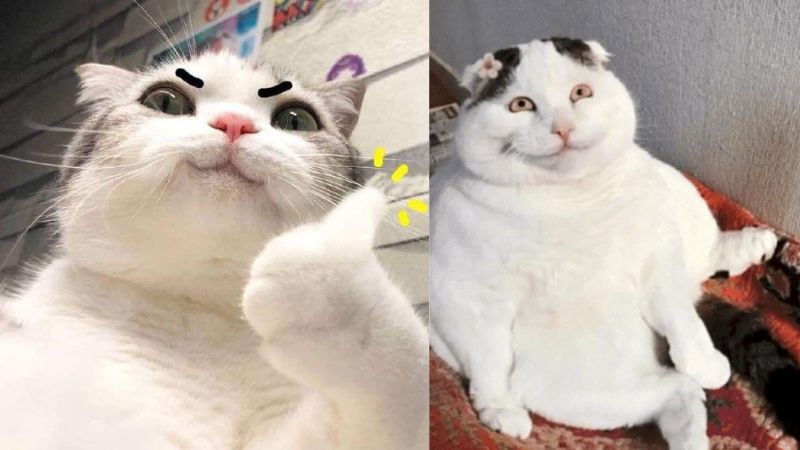 Meme mèo cười bựa