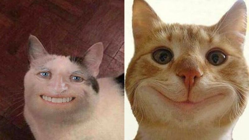 Meme mèo cười bựa