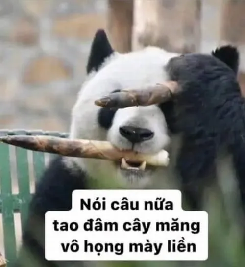 Meme chó bull ngủ
