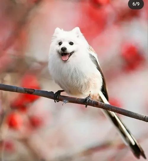 Meme lợn rừng