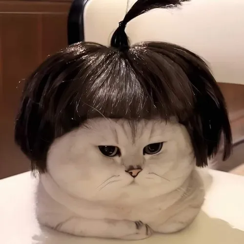Meme ếch thiền
