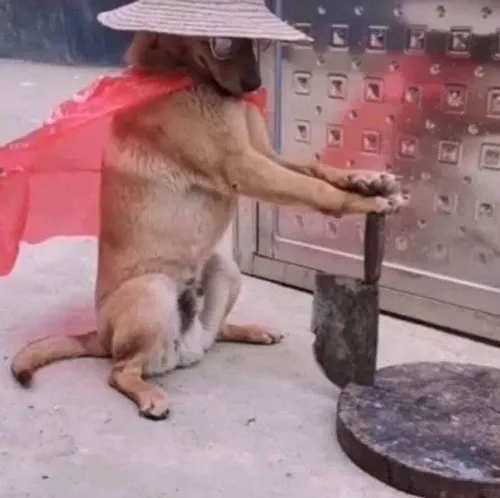 Meme chuột bắt quả tang