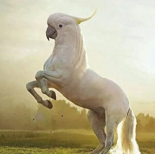 Meme cá vàng
