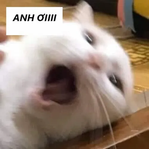 Story » 24 Meme Mèo Kêu Anh ơi hài hước khi đói, hết tiền, đòi ăn hoặc nhõng nhẽo