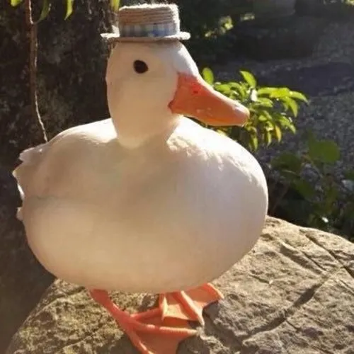 Vịt đơ TikTok