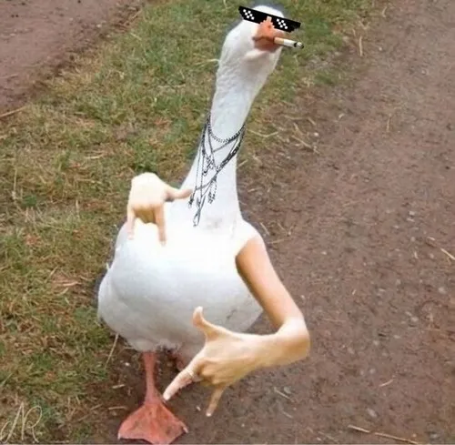 Vịt duck face