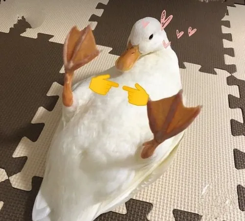 Vịt thật vịt hoạt hình