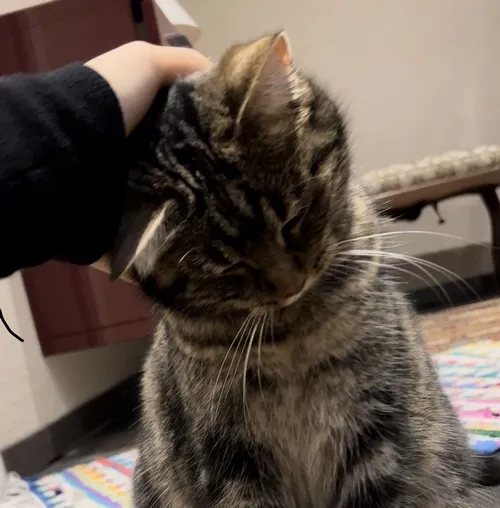 Ảnh chế nựng đầu mèo