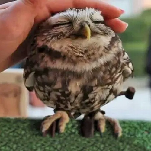 Meme chạm tóc thương nhẹ