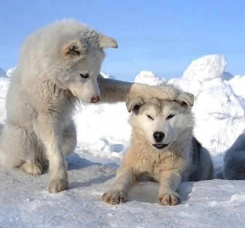 Meme xoa đầu anime