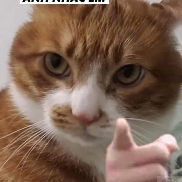 Anh nhắc em meme 25