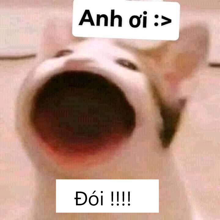 Mèo há miệng to kêu "Anh ơi! Đói !!!" – TVMeme