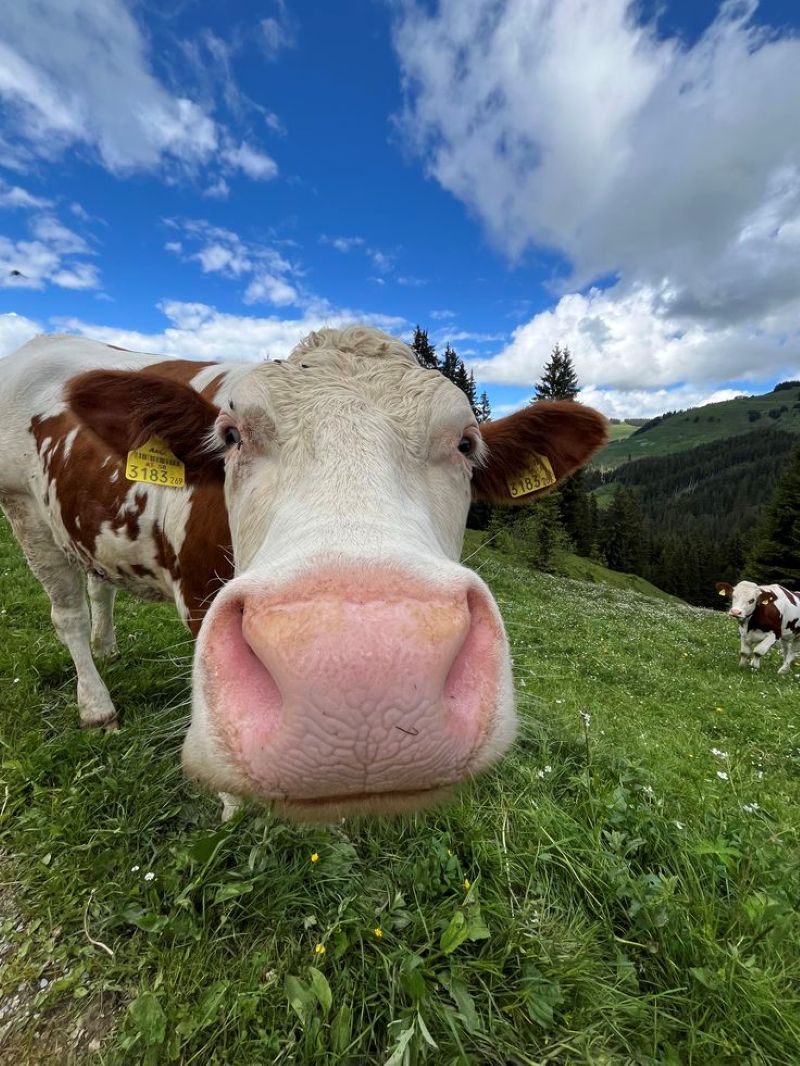 Bò meme cười té ghế