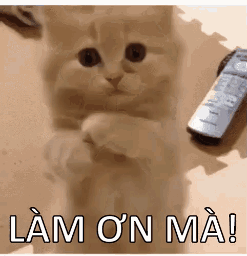 Meme mèo please