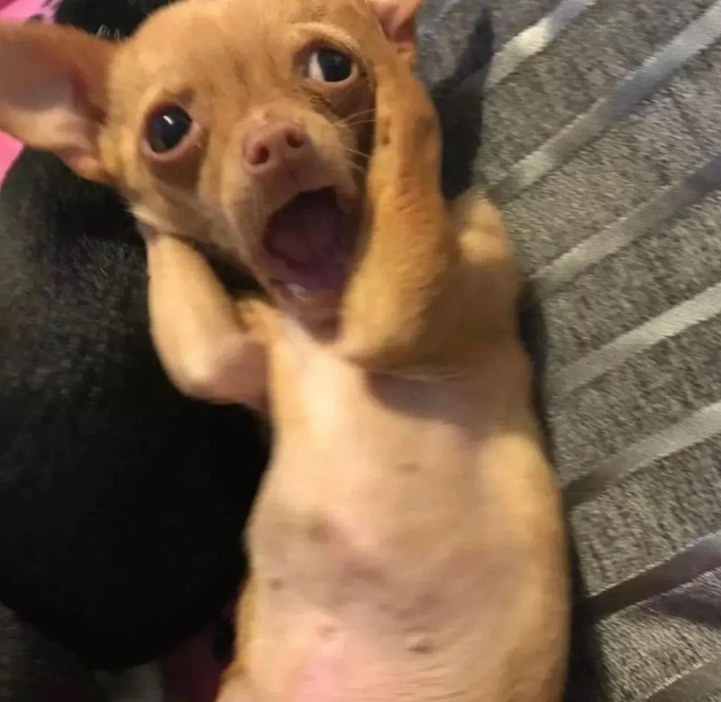Chihuahua meme hài hước
