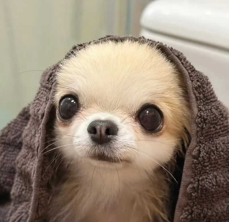 Chihuahua meme funny