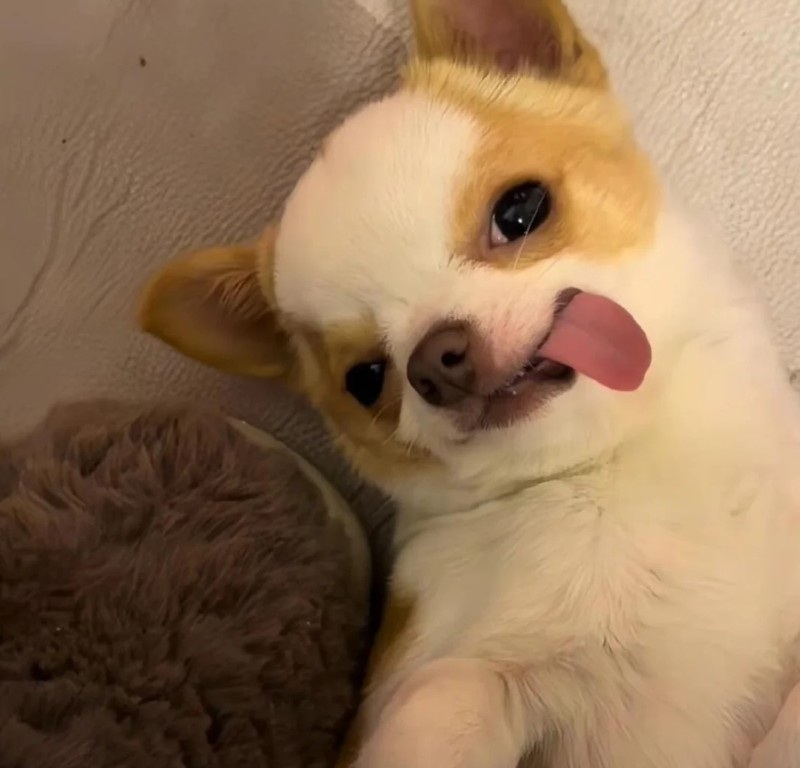 Chihuahua meme biểu cảm