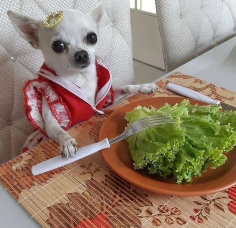 Chihuahua meme dễ thương