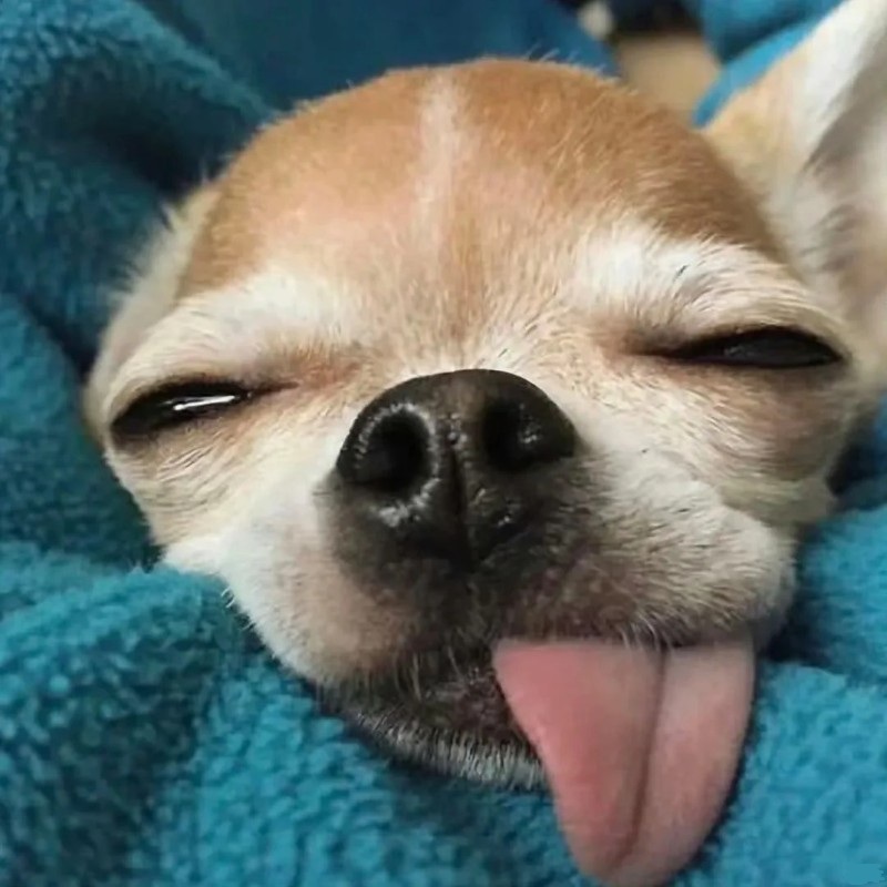 Chihuahua meme square