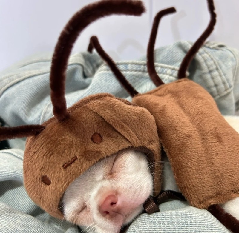 Chihuahua meme viral