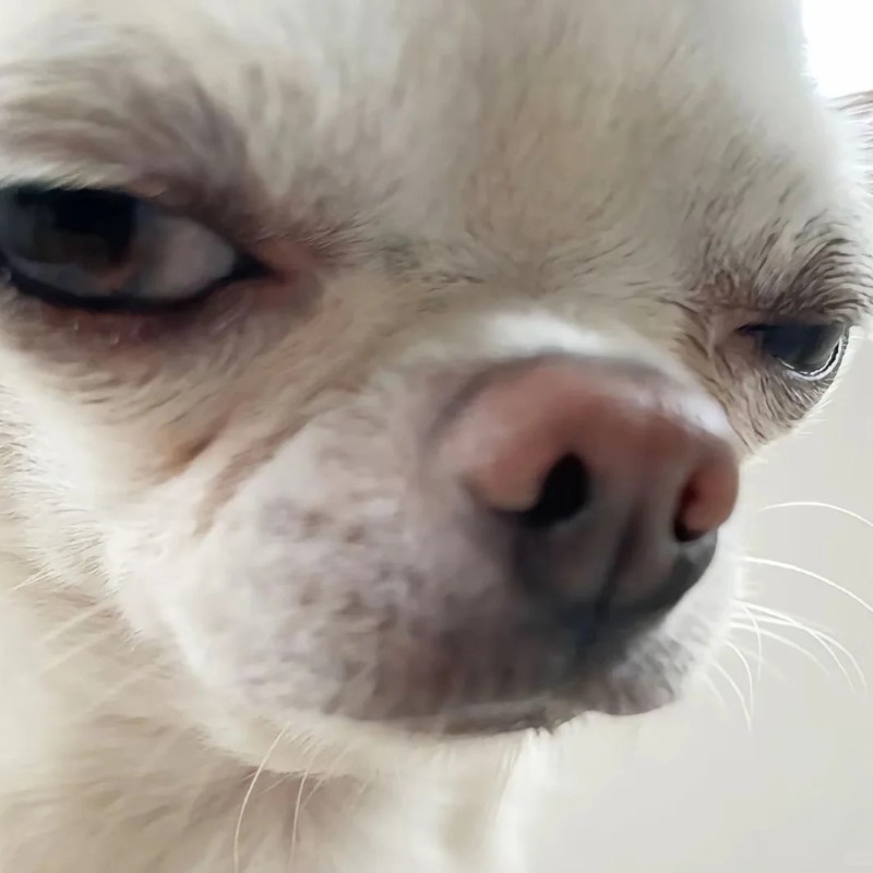 Chihuahua meme template
