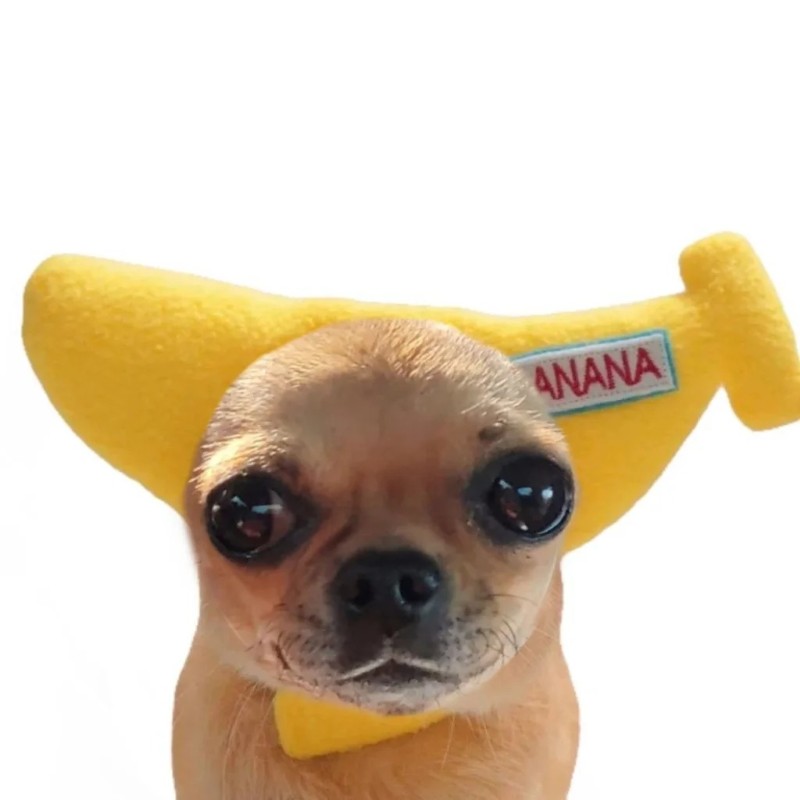 Chihuahua meme cute