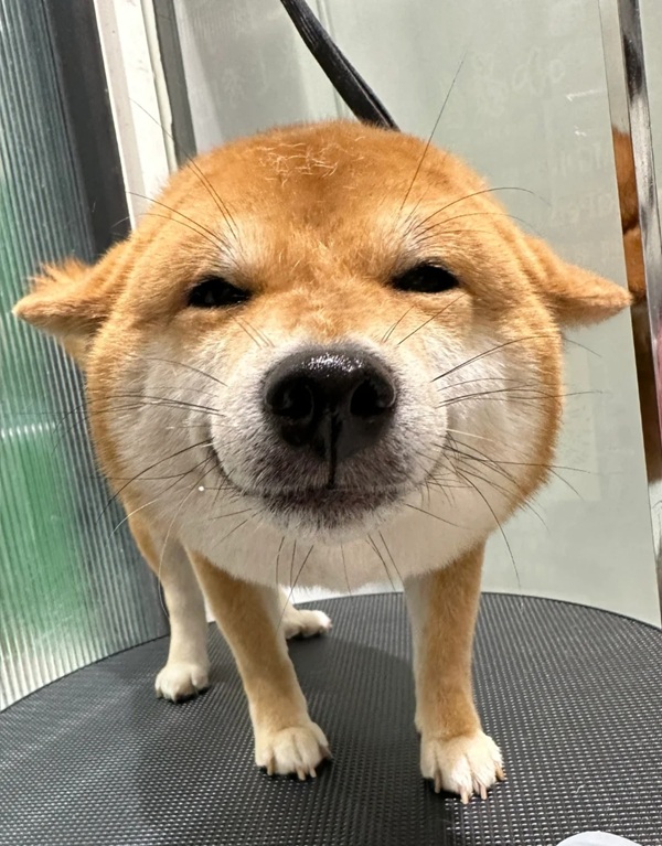 Chết cười với 18+ ảnh chó Shiba meme viral