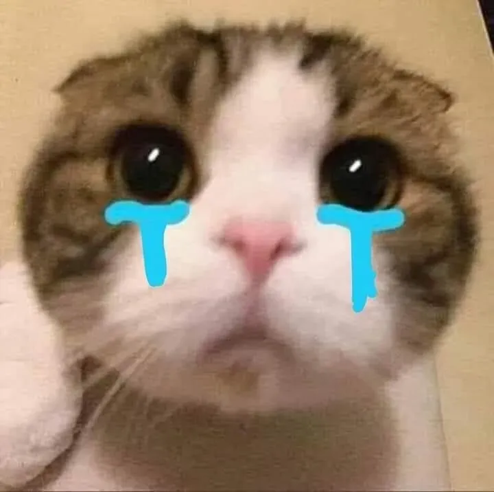 Cat cry holding phone meme