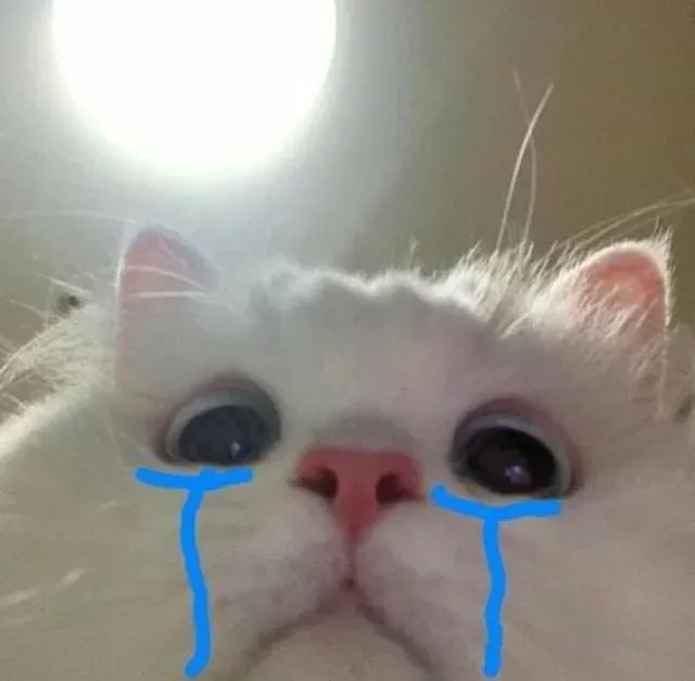 Kitten crying meme