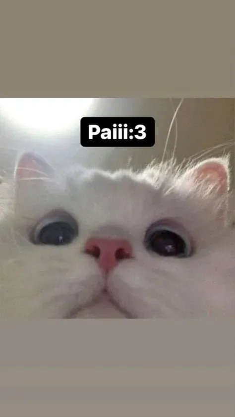 Cat cry meme