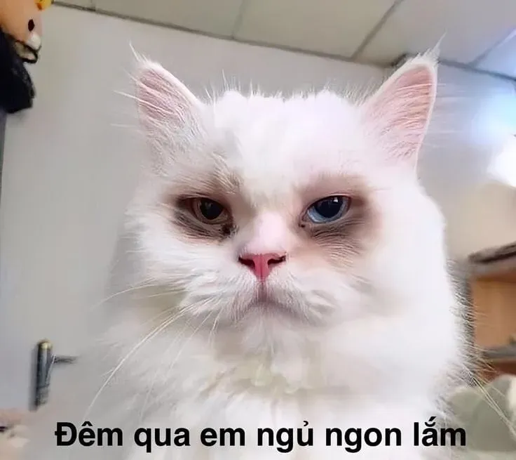 Cat crying meme