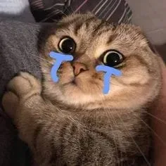 Cat meme crying siêu hài