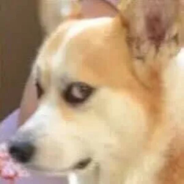 Tổng hợp 99+ đánh giá meme hot nhất mạng xã hội