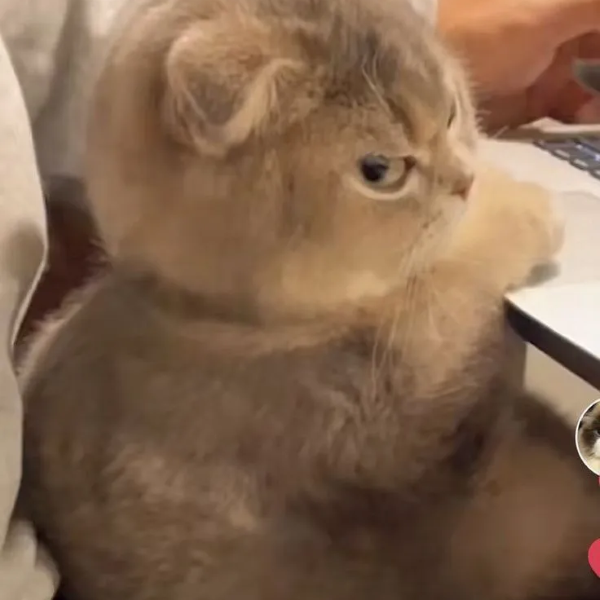 Tổng hợp 99+ đánh giá meme hot nhất mạng xã hội