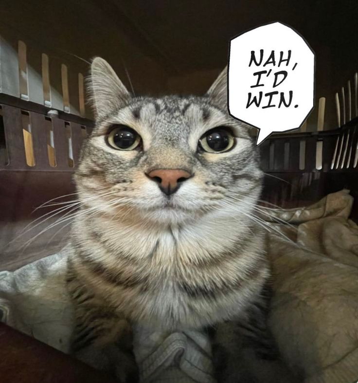 Cat meme Nah id win