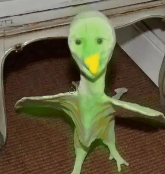 Duolingo meme tiếng Việt