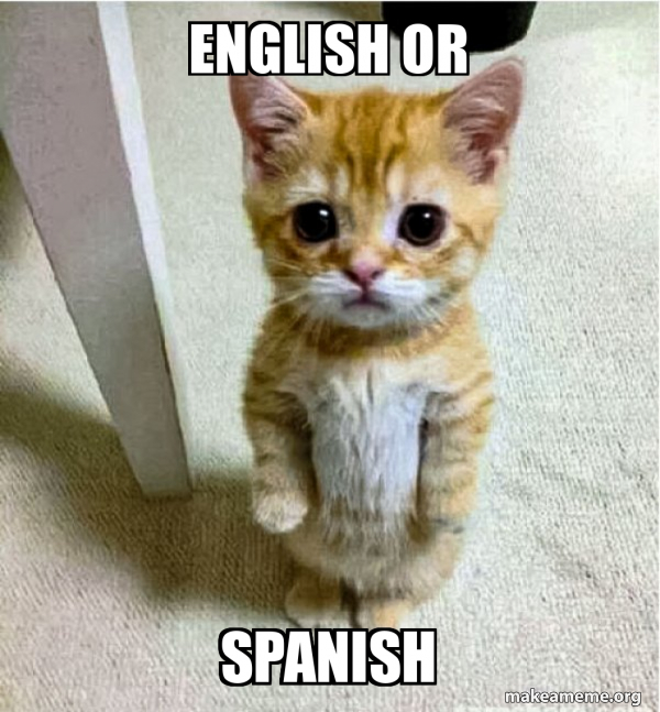 English or Spanish cute cat